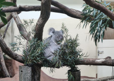 10_ZOO