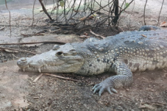 11_ZOO