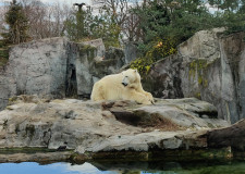 8_Tiergarten